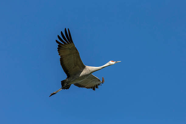 istock One Sandhill Crane Flying, California, USA 516602296