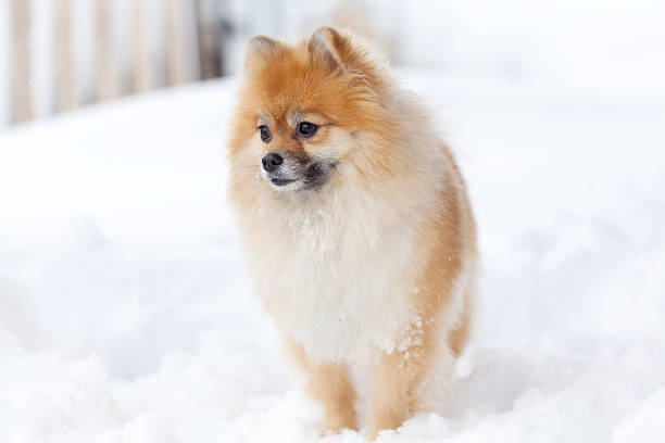 istock Pomerianian spitz in snow looking away 516603178