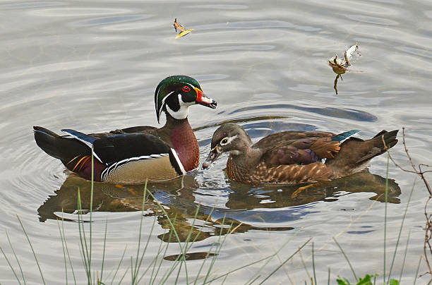 istock courtship of wood ducks 516604996