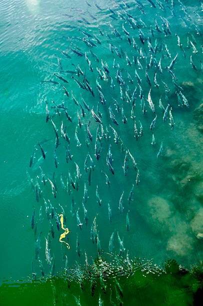 istock Pink Salmon Migration in Alaska - Straight Above 516605010