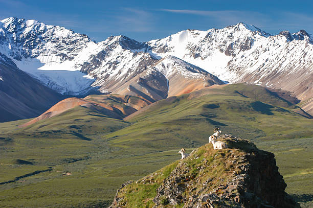 돌산양 바라보고 있는 눈 덮인 산맥의 다나다 알래스카 - dall sheep 뉴스 사진 이미지