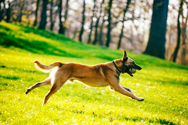 bel maschio pastore belga malinois-pastore belga - belgian shepherd foto e immagini stock