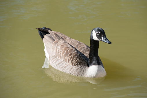 Canada Goose, Branta canadensis, in water #2