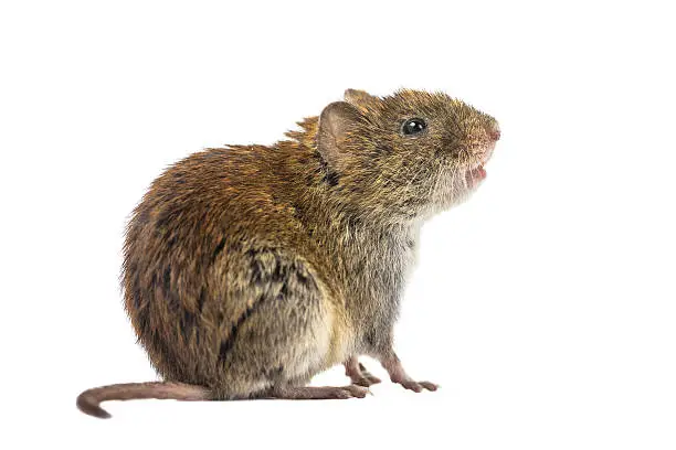 Sideview of wild Bank vole mouse (Myodes glareolus) sitting on hind legs and looking up on white background