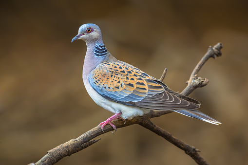 Turtle dove (Streptopelia turtur) perched on a branch and looking out for danger