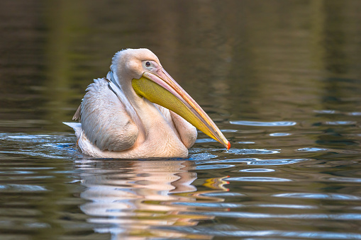Great white pelican (Pelecanus onocrotalus). Social and cooperative bird, the great white pelican fishes in the early morning, spending the remainder of the day preening and bathing.