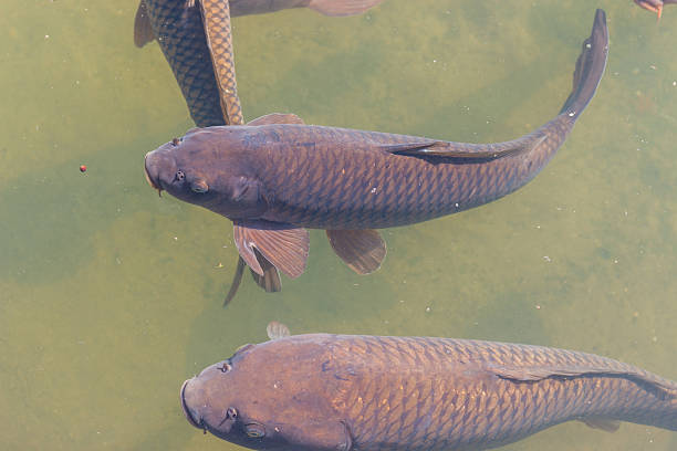 istock black koi fish swimming. 516607520
