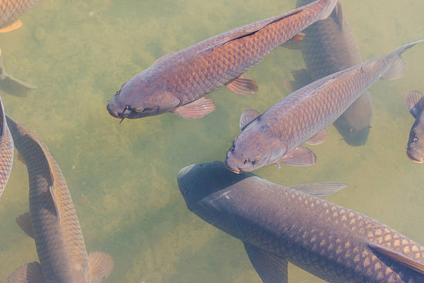 istock black koi fish swimming. 516607552