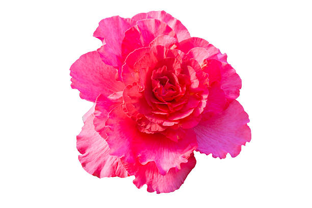 istock Begonia Tuberhybrida pink flower. 516607624