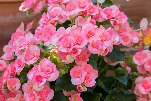 Beautiful Begonia Tuberhybrida flower close up, in flower garden.