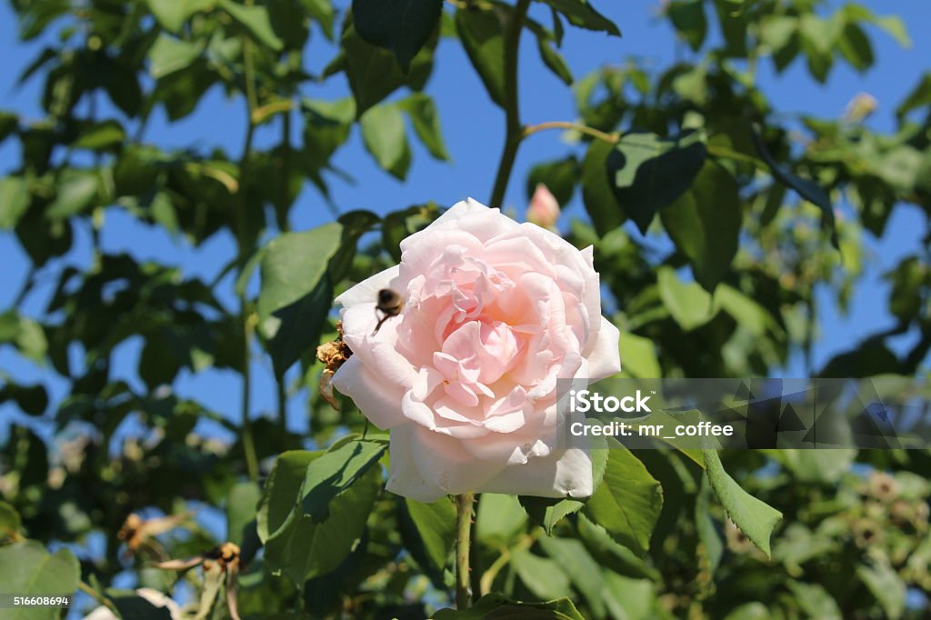 "Rose Madame Alfred Carriere" flower - Nosette Rose Alfred Carriere Hybrid pale pink "Rose Madame Alfred Carriere" flower in Munich, Germany. Its scientific name is Nosette Rose Alfred Carriere. It is a mixture of Rosa × chinensis Old Blush flowers Anniversary Stock Photo