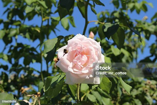 Rose Madame Alfred Carriere Flower Nosette Rose Alfred Carriere Stock Photo - Download Image Now