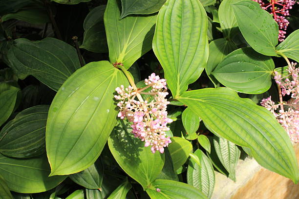 «malais orchidée «fleurs-medinilla myriantha - flower head botany florist forest photos et images de collection