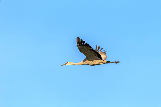 istock One Sandhill Crane Flying, California, USA 516609350