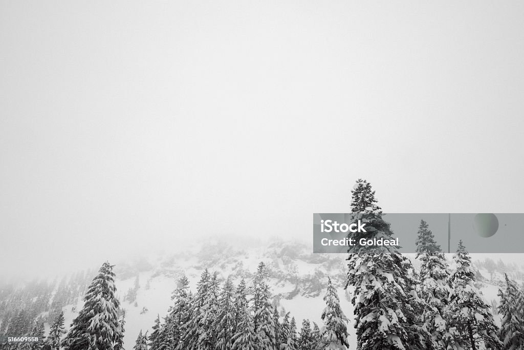 Snowing in Winter Wonderland Looking up into a snowing winter wonderland makes me feel so small! Frozen trees heavy with snow,  so quiet you could hear distant branches dropping their icicles.  Cold Temperature Stock Photo