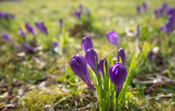 istock Some purple crocuses in a large field fromclose 516609742