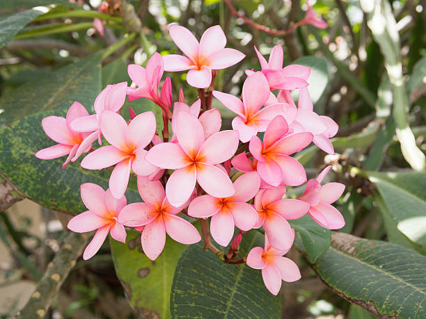 istock rose-pink frangipani Flower 516614563