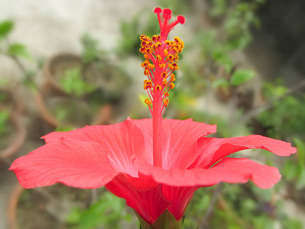 istock Red Hibiscus side view  yellow pollens 516615637