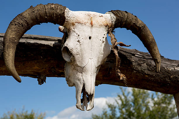 istock cow skull outdoors 516616675
