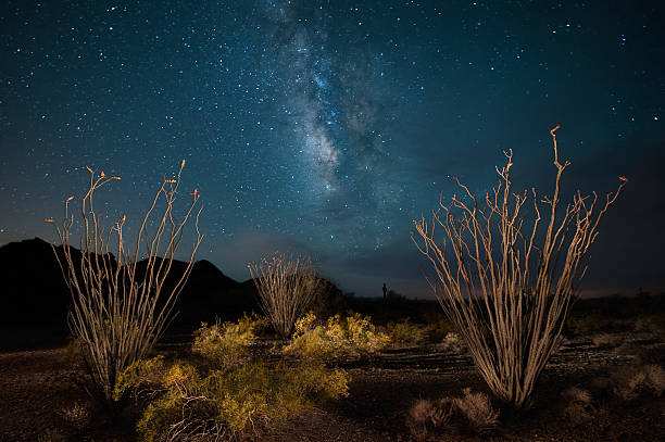 deserto do arizona com ocotillo e via láctea - lagoon nebula imagens e fotografias de stock