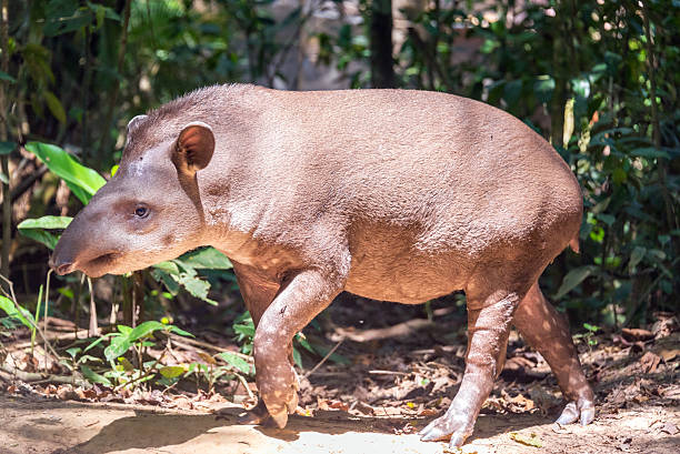 Brazilian Tapir Walking Brazilian Tapir walking in Madidi National Park in the Amazon rainforest near Rurrenabaque, Bolivia tapirus terrestris stock pictures, royalty-free photos & images