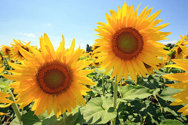 istock France - Mondragon - Sunflowers 516617343