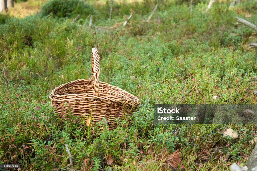 Mushrooming In forrest,with a wicker basket, mushrooming Autumn Stock Photo