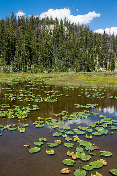 istock Raised lake with Potbelly and mountain covered  fir trees 516617409