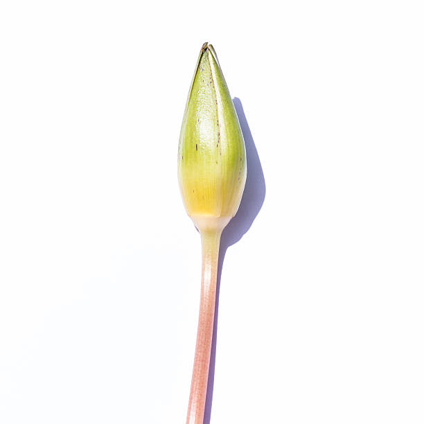 istock Lotus flower Isolated 516619139