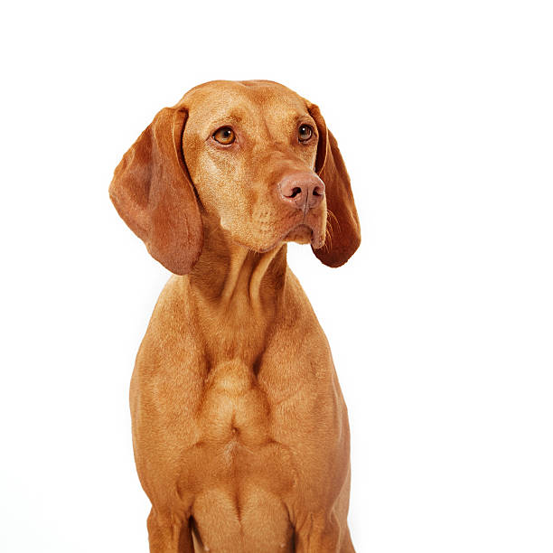 istock Hungarian Vizsla pointer dog on white background 516619569