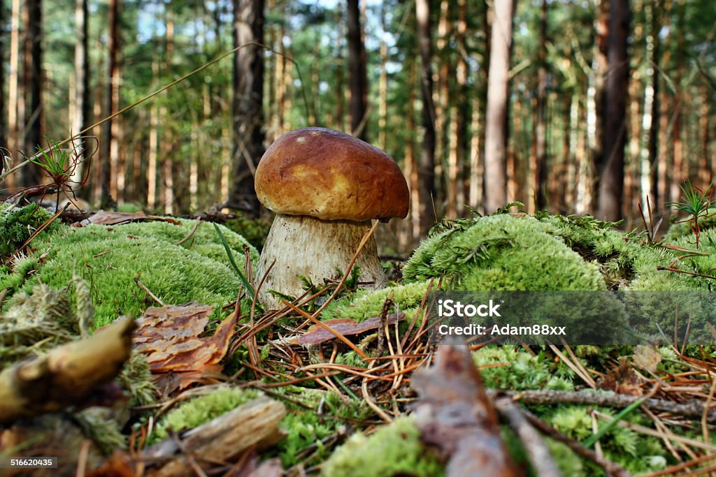 Boletus edulis Boletus edulis edible mushroom in the forest Autumn Stock Photo