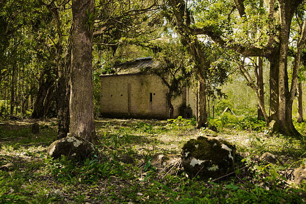 istock Abandoned house in the forest 516620879