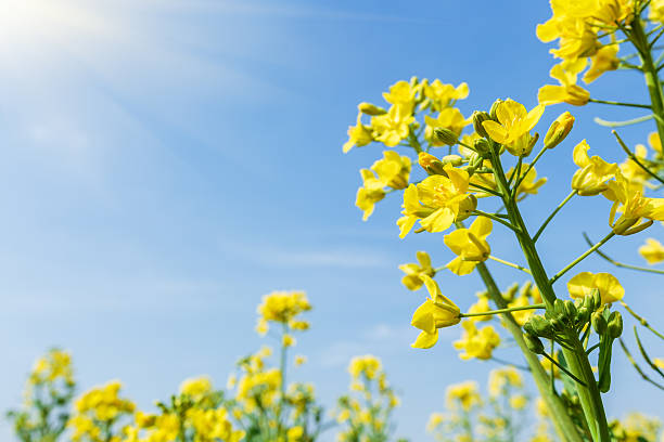 istock Yellow rape flower bloom in farmland 516621058