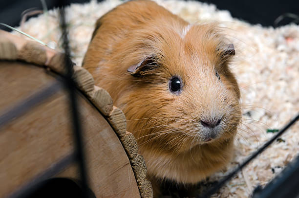 istock Portret of red guinea pig. 516621084
