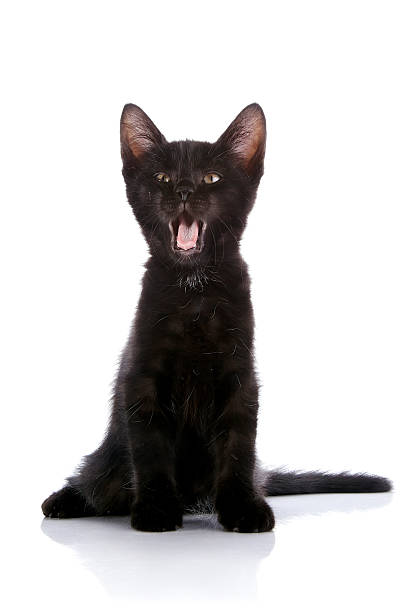 istock The black kitten sits on a white background. 516621110
