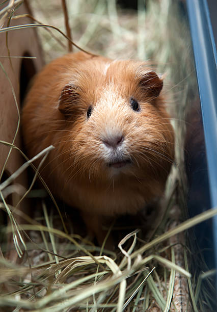 istock Portret of red guinea pig. 516621130