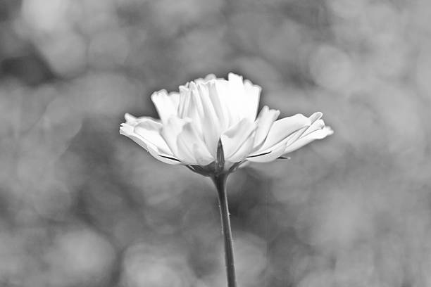 istock Beautiful Cosmos Flower on black and white background 516621317