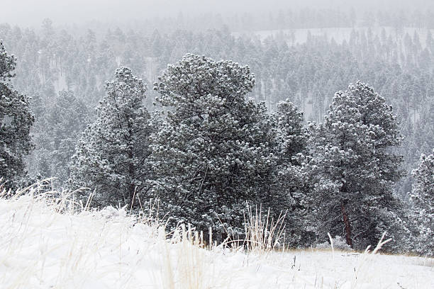 istock Heavy Snow in the Pike National Forest 516621544
