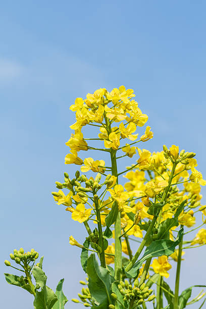 istock Yellow rape flower bloom in farmland 516621740