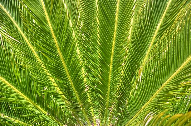Palm Fronds stock photo