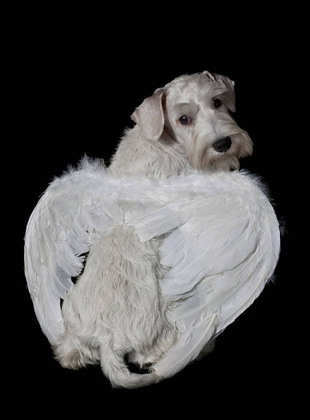 istock puppy with angel wings 516622141