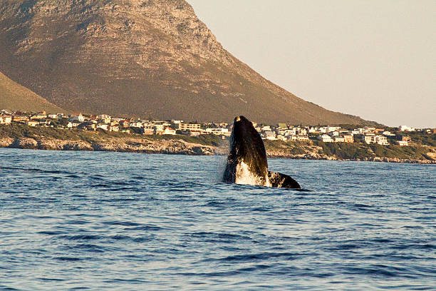 Southern right whale jumping out of water Southern right whale jumping out of water hermanus stock pictures, royalty-free photos & images