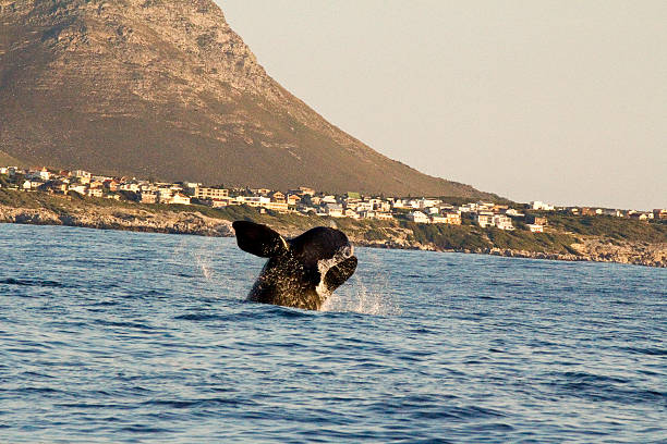Southern right whale jumping out of water Southern right whale jumping out of water hermanus stock pictures, royalty-free photos & images
