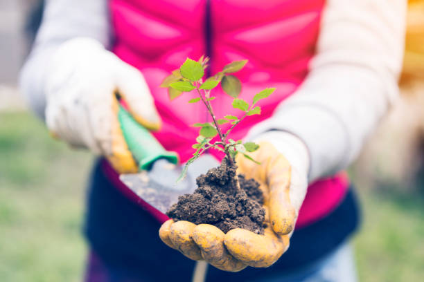 istock WOman hands holding growing plant 516623170