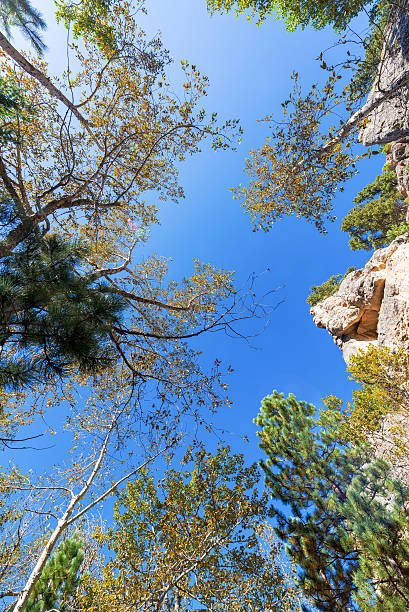 olhando para cima em sul piney canyon - bighorn national forest blue wyoming green - fotografias e filmes do acervo
