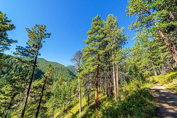 trilha para caminhada em wyoming - bighorn national forest blue wyoming green - fotografias e filmes do acervo