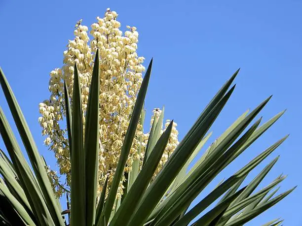 yucca plant in bloom, spring