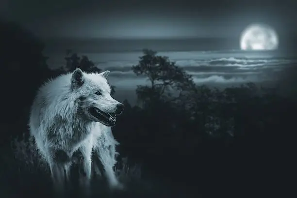 Photo of Full Moon Wolf Hunt