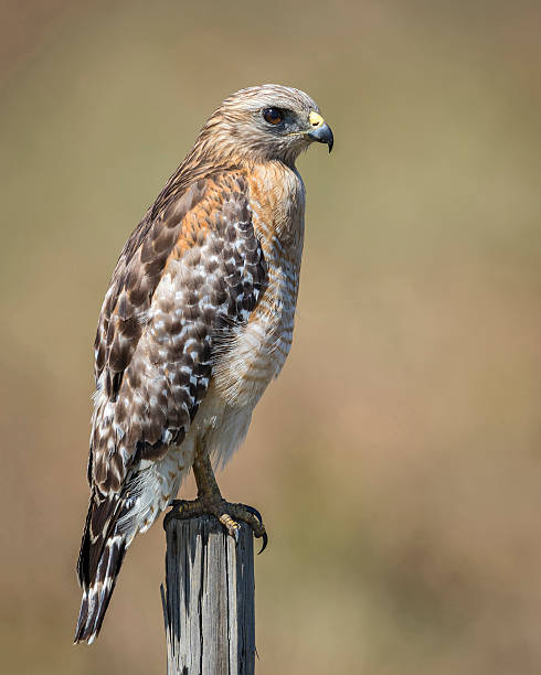 istock Red-shouldered Hawk Perched on a Wooden Fence Post - Florida 516624252