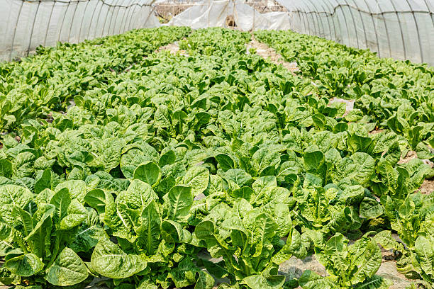 istock Lettuce vegetables grown in the greenhouse 516625006